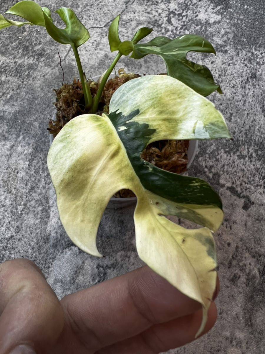ヤフオク! -「ヒメモンステラ」(観葉植物) の落札相場・落札価格