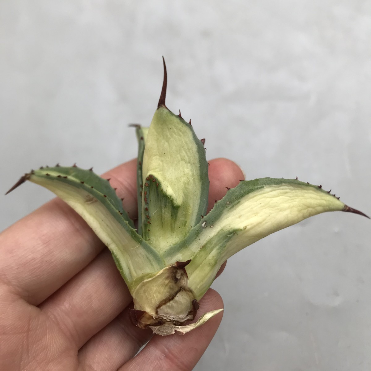 サイザラーナ 斑入り 白中斑 インテリア小物 植物/観葉植物 インテリア