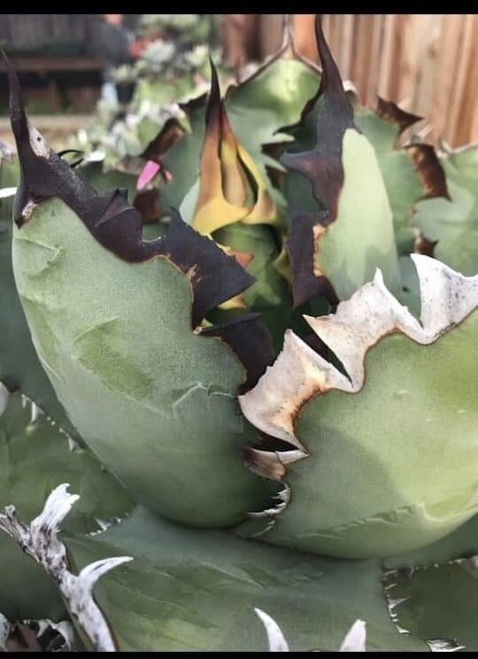 アガベ チタノタ 清櫻 agave cho産 walterbenjaminportbou.org
