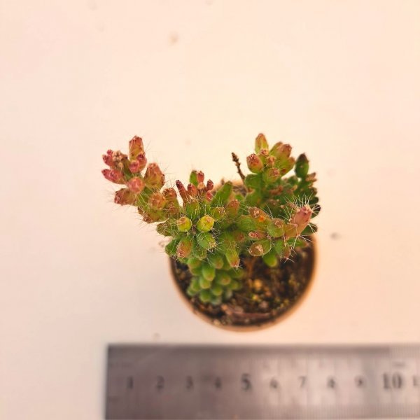 リプサリス 多肉植物 苗 ディシミリス 花卉・園芸 グリーン 大阪超安い