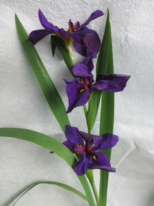 ルイジアナアイリス　ブラックゲームコック　1球根1株　ビロ－ドのような濃い黒紫光沢のある花弁 花終了 根を切り離葉を切り詰て
