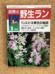 自然と野生ラン 1987年1月号　ウチョウラン　エビネ　シュンラン　長生蘭　シュスラン　※ 園芸JAPAN