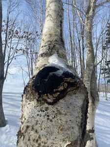 北海道　天然　カバノアナタケ 10kg