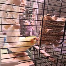 インコ 鳥 吊り下げ オウム はしご ラダー 秋千 木製ブロック ラタンボール ビーズ 7点 ;ZYX000377;_画像8