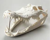 ワニ　頭骨下顎　29cm　鰐・わに スカル　骨格標本　SKULL　生物理化学教材　_画像2