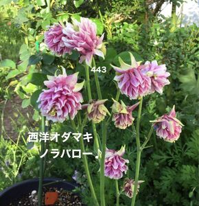 西洋オダマキ　ノラバロー　花の種　25粒