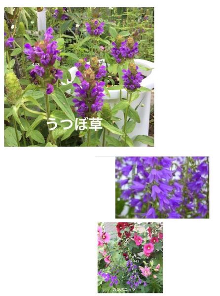 うつぼ草、カンパニュラ 各5苗 花苗 宿根草