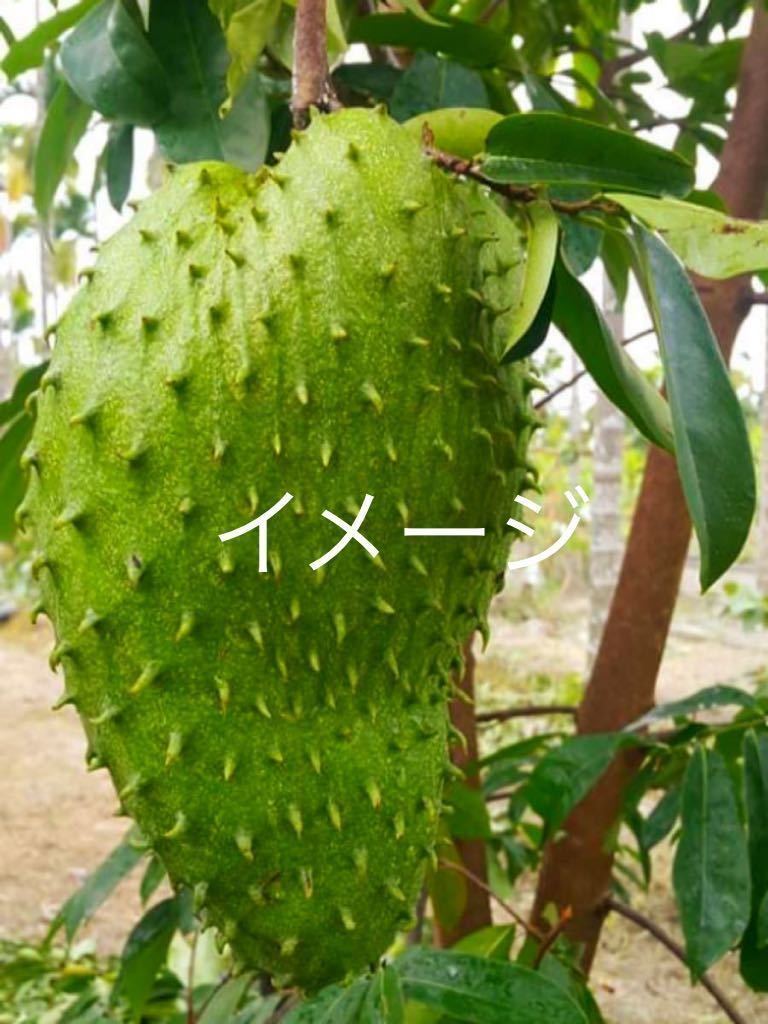 サワーソップ ササップ トゲバンレイシ 熱帯果樹 流行商品 苗 