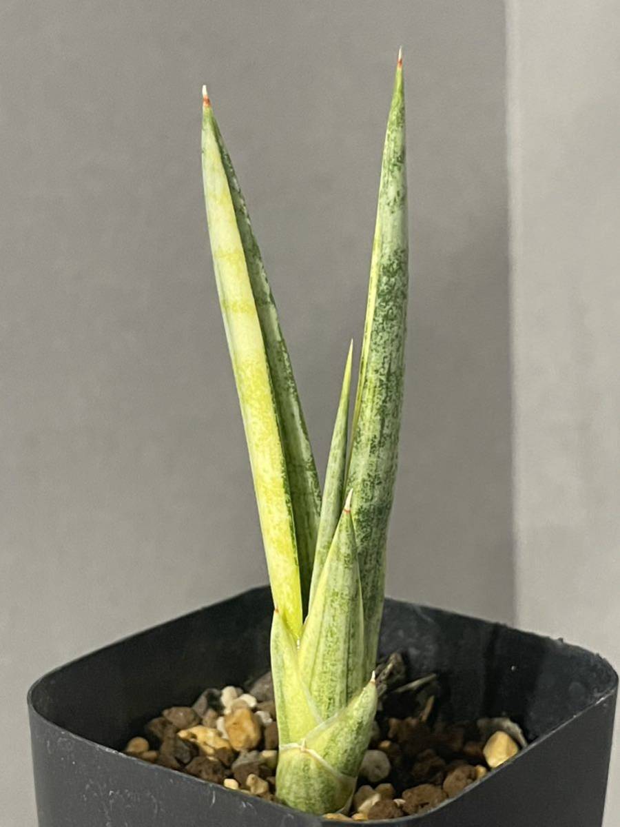 世界的に 斑入り サンセベリア マフィンガ Draco サンスベリア 植物