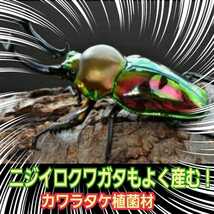 クワガタの産卵にはコレが最強！植菌カワラ材【2本】タランドゥス・レギウス・オウゴンオニに抜群　ドルクス系にも！加水不要！カビでない_画像10