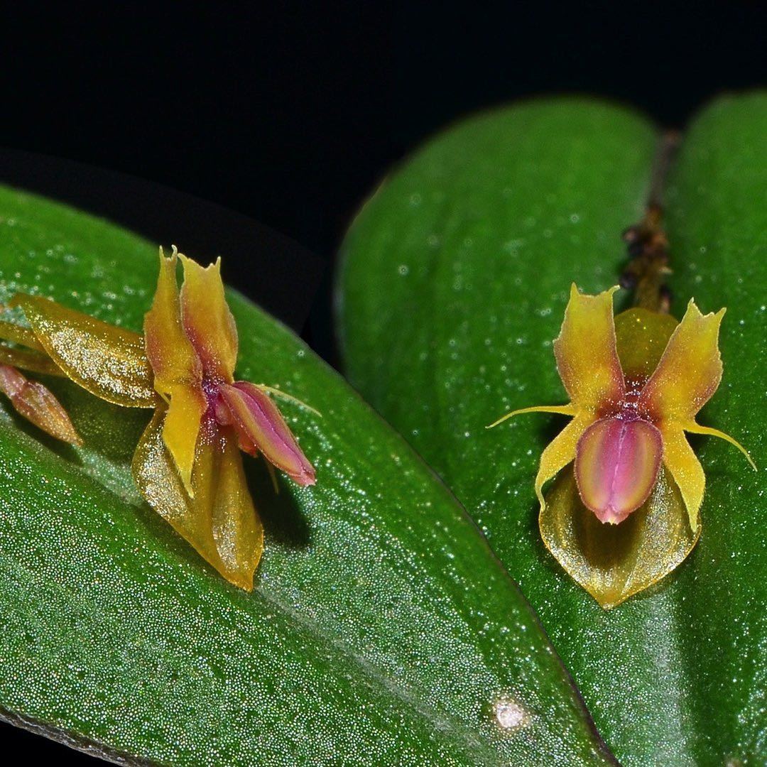 Lepanthes mucronata パルダリウム レパンテス エクアドル洋蘭 原種