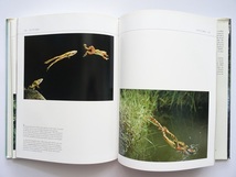 洋書◆水辺の動物と植物写真集 本 川 湖 風景 景色_画像7