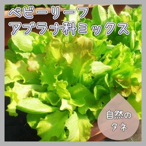 【国内育成・採取】 ベビーリーフ アブラナ科ミックス 家庭菜園 種 タネ レタス