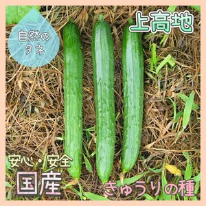 【国内育成・採取】 上高地 家庭菜園 種 タネ きゅうり 野菜 胡瓜
