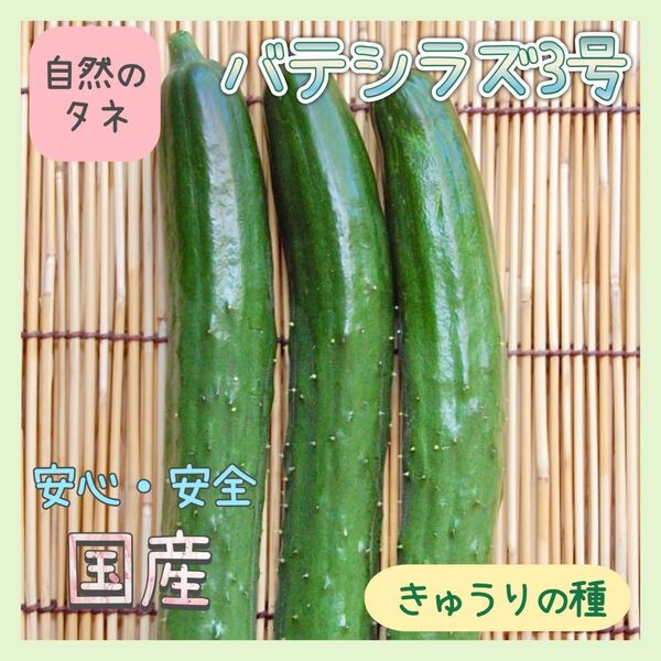 【国内育成・採取】 バテシラズ3号 家庭菜園 種 タネ きゅうり 野菜 胡瓜