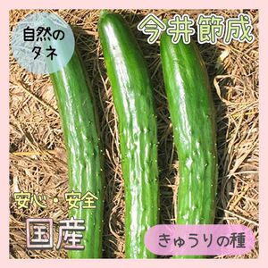 【国内育成・採取】 今井節成 家庭菜園 種 タネ きゅうり 野菜 胡瓜