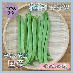 【国内育成・採取】 越谷インゲン 家庭菜園 種 タネ インゲン 野菜