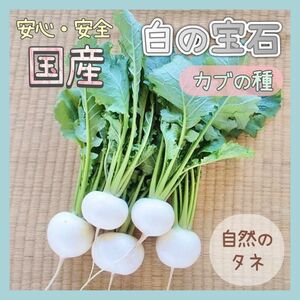 【国内育成・採取】 白の宝石 家庭菜園 種 タネ カブ野菜