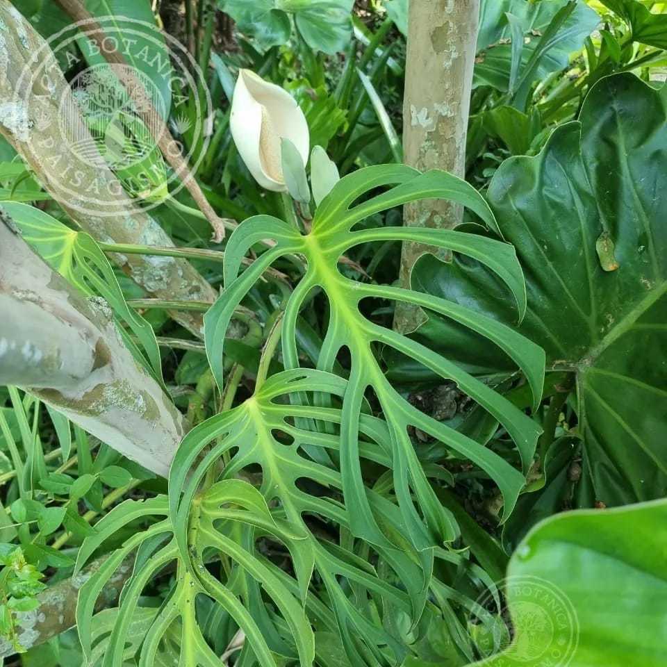 ヤフオク! -「kn1」(モンステラ) (観葉植物)の落札相場・落札価格