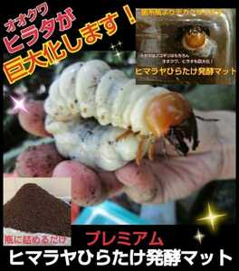  evolved! special selection premium 3 next departure . stag beetle mat * nutrition addition agent * symbiosis bacteria 3 times combination!tore Hello s* special amino acid strengthen! ultimate professional specification 