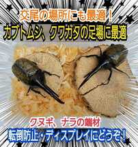 交尾の場に最適！　クヌギ・ナラの端材【5～6個】　クワガタ、カブトムシの足場、隠れ家、とまり木、転倒防止、ディスプレイにも抜群です！_画像1