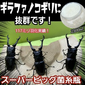 ギネス狙いに！超ビック2300ml☆特選ヒマラヤひらたけ菌糸瓶☆大型クワガタ羽化専用☆トレハロース・キトサン・ローヤルゼリー強化配合！