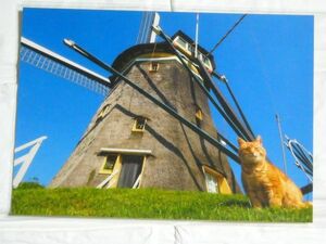 POST CARD◆岩合光昭の世界のネコ歩き２◆ポストカード９（アムステルダム）