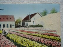 【絵葉書1枚】 Holland's BLoemvelden(tulpen) /オランダの花畑 チューリップ 4 /M.R.A /オランダヴィンテージ 風景 花園 ハガキ 41-4_画像7