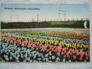 【絵葉書1枚】 Holland's BLoemvelden(Hyacinthen) /オランダの花畑 ヒヤシンス 6 /M.R.A /オランダヴィンテージ 風景 花園 ハガキ 41-6