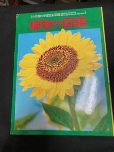 ( б/у книга@) растения. иллюстрированная книга -Wide color ( Shogakukan Inc.. учеба различные предметы иллюстрированная книга )