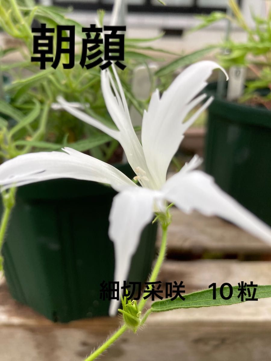 Acacia Confusa 種子 250粒+-
