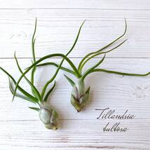 【2株セット】 Tillandsia bulbosa チランジア ブルボーサ ティランジア エアープランツ エアプランツ _画像1