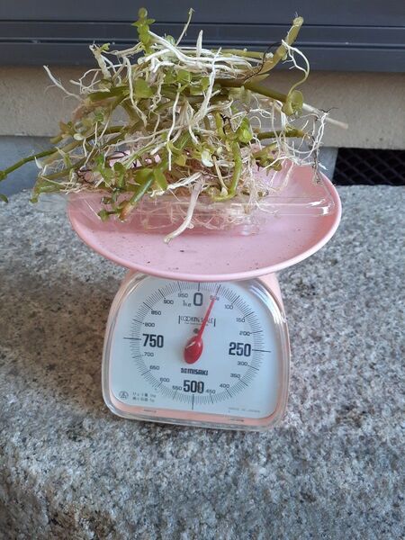 ウォーターバコパ50g