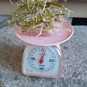 ウォーターバコパ50g+a