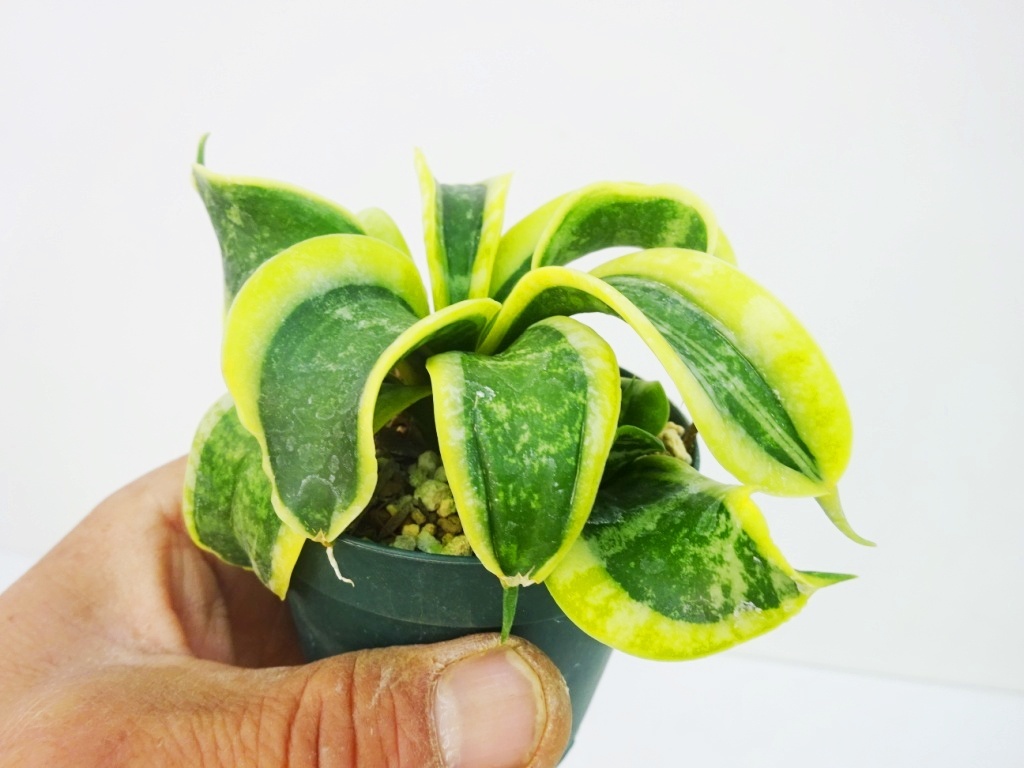 ヤフオク! -「サンセベリア ハニー」(観葉植物) の落札相場・落札価格