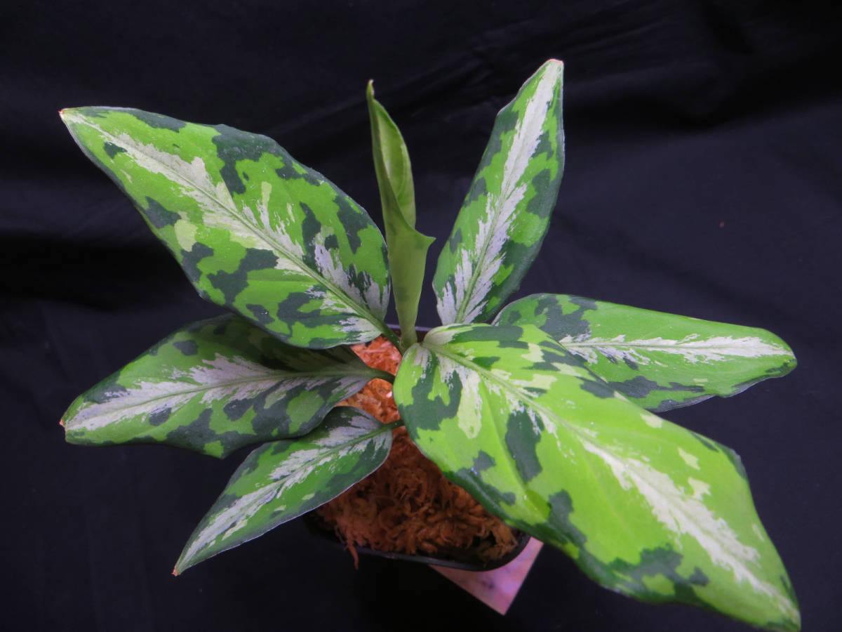 Aglaonema Pictum ´マルチカラー白玉´ アグラオネマ ピクタム-