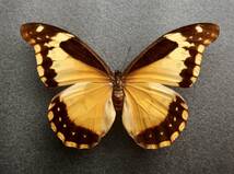 ■外国産蝶標本　 カキカモルフォ AＡ-♀ ペルーフニン県産 　野外採集品　41523_画像1
