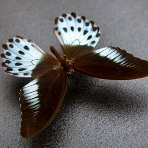 ■外国産蝶標本  テンジクアゲハ  A-♂  インド 産  野外採集品  41523の画像3