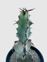 ユーフォルビア コエルレセンス euphorbia coerulescens 希少種 アフリカ原産 抜き苗は送料込　多肉植物　塊根_画像2