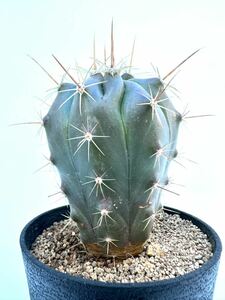 ferocactus hyb フェロカクタス　ハイブリッド　交配種　抜き苗は送料込　赤刺　サボテン　巨鷲玉　フェロ　　実生