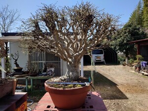* pickup limitation * bonsai euonymus single goods exhibition actual thing confirmation ok pot . garden tree . tree 