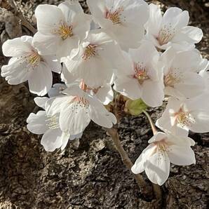 桜 ソメイヨシノ 挿し穂 10本 ■送料無料 ゆうパケット /sakura さくら 庭木 植木 染井吉野 挿し木 特急発送 antique 庭木の画像1