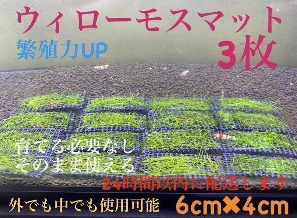 ウィローモス　ウィローモスマット　3枚セット　業者様もご愛用　すぐ使えます。　24時間以内に配送