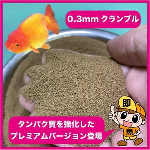 『プレミアムらんちゅう飼料』0.3㎜クランブル餌250g タンパク質強化バージョン らんちゅうに最適な餌ですの画像1