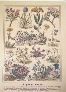 [ cloth poster ] retro plant illustrated reference book ② fabric panel flower flower 