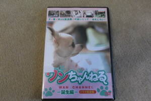 邦画DVD　ワンちゃんねる　