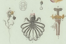 1849年 Orbigny 万有博物事典 鋼版画 手彩色 蔓脚類 Pl.1 エボシガイ科 エボシガイ属 エボシガイ Anatifa laevis 博物画_画像3