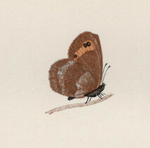 1890年 Morris 英国蝶類史 木版画 手彩色 Pl.23 タテハチョウ科 ベニヒカゲ属 スコッチベニヒカゲ SCOTCH ARGUS 博物画_画像2