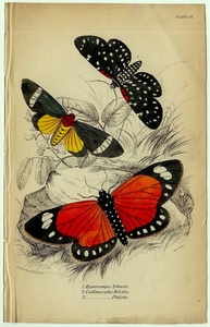 1843年 Jardine 手彩色 鋼版画 昆虫学 Pl.23 トモエガ科 コンポシア属 カリアチス属 シャクガ科 スコプラ属 博物画