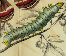 1843年 Jardine 手彩色 鋼版画 昆虫学 Pl.11 ヤママユガ科 ヒアロフォラ属 セクロピアサン Hyalophora Cecropia 博物画_画像3